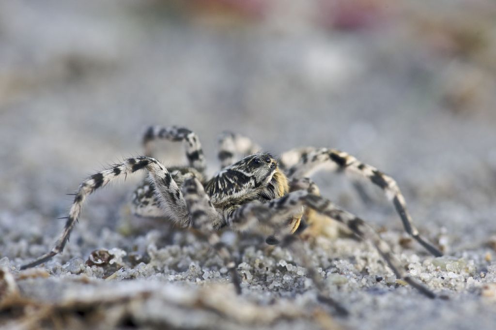 Lycosa singoriensis - Apetlon (Austria)